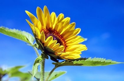 flower.jpg