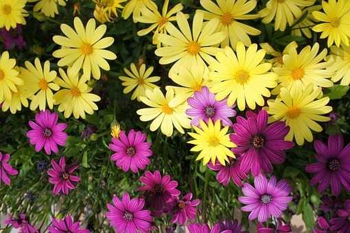 flower 2.jpg